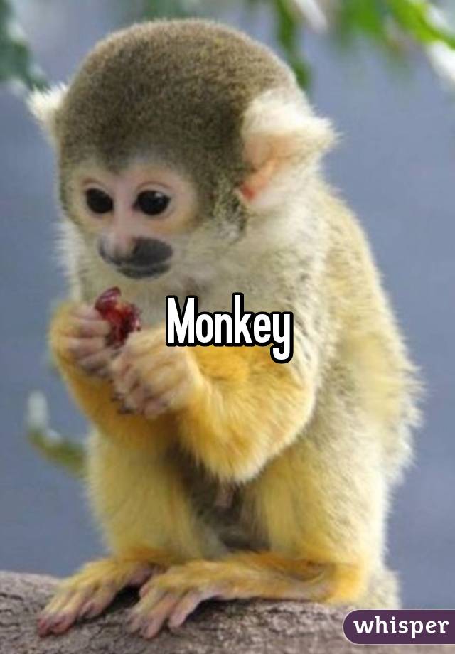 Monkey