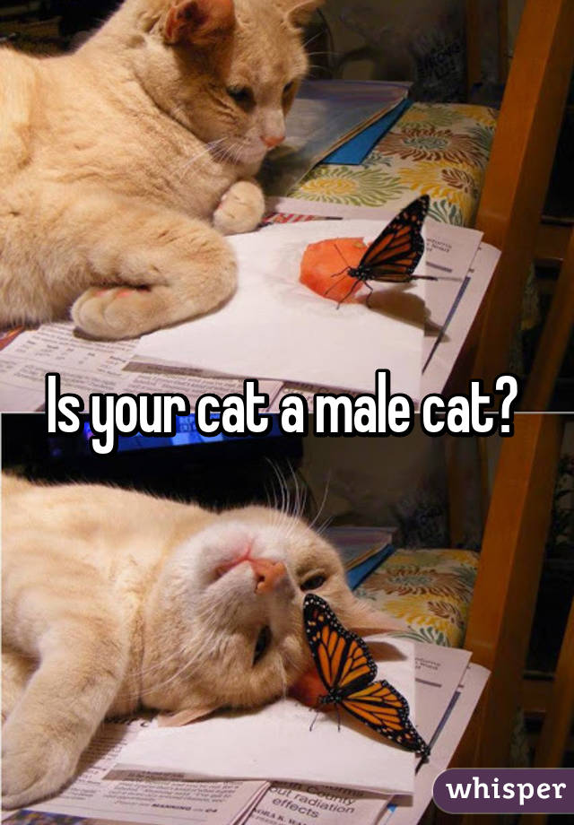 Is your cat a male cat? 