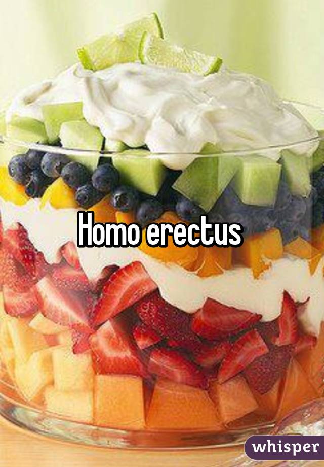 Homo erectus 