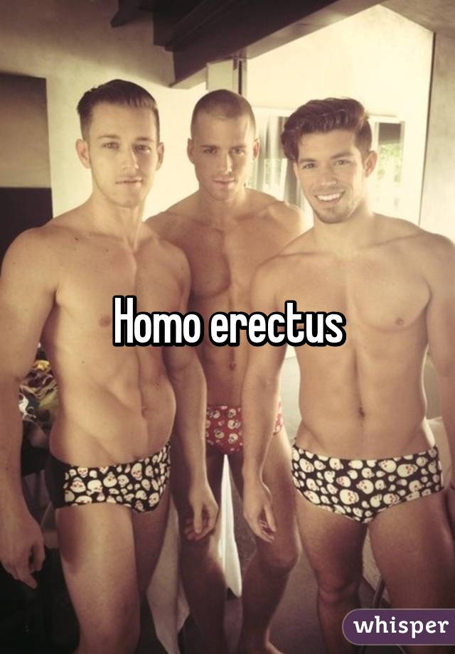 Homo erectus