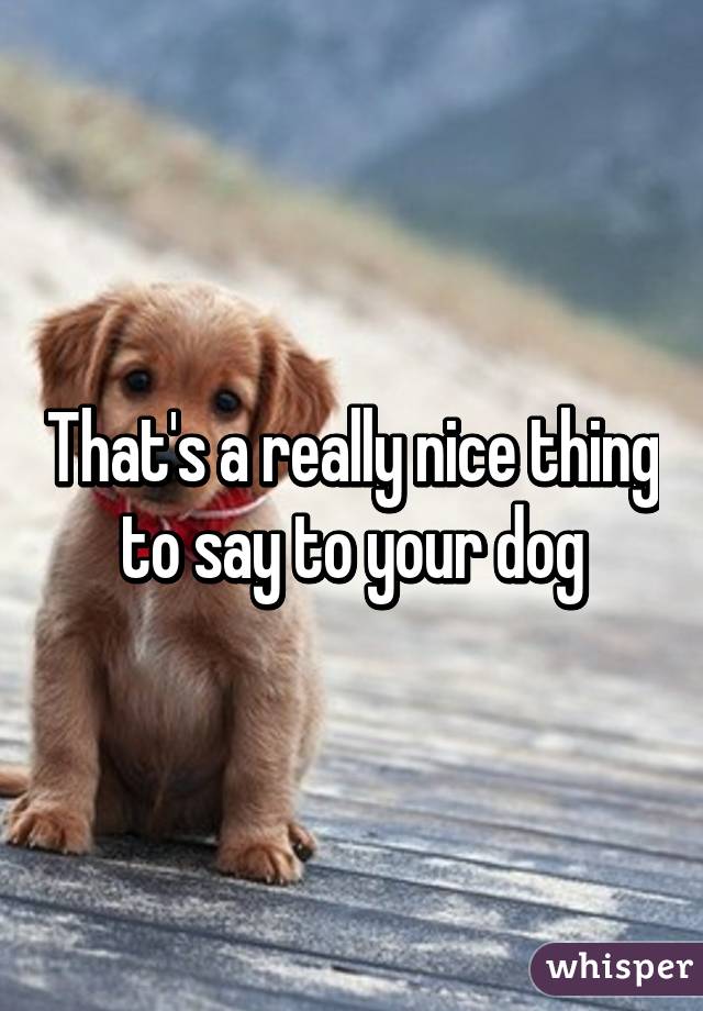 That's a really nice thing to say to your dog