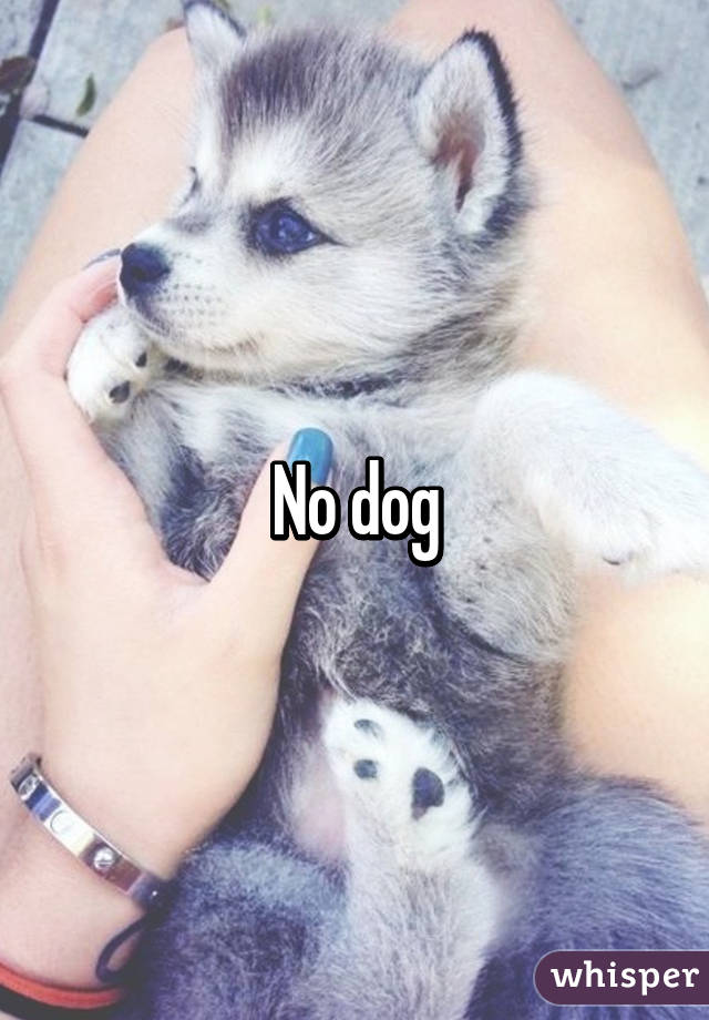 No dog