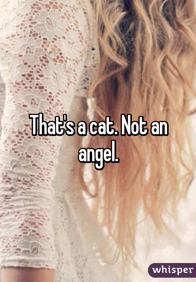 That's a cat. Not an angel.