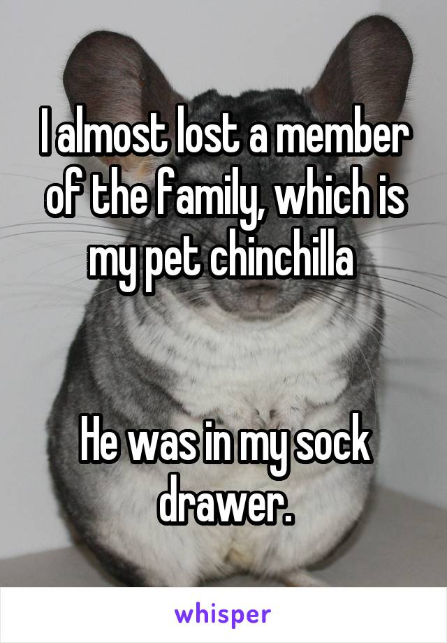 I almost lost a member of the family, which is my pet chinchilla 


He was in my sock drawer.