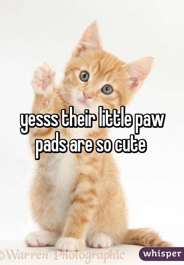 yesss their little paw pads are so cute 