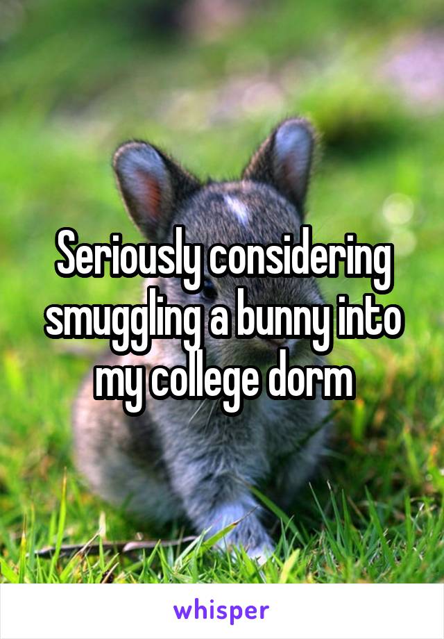 Seriously considering smuggling a bunny into my college dorm