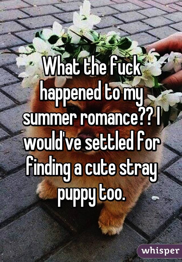 What the fuck happened to my summer romance?? I would've settled for finding a cute stray puppy too.