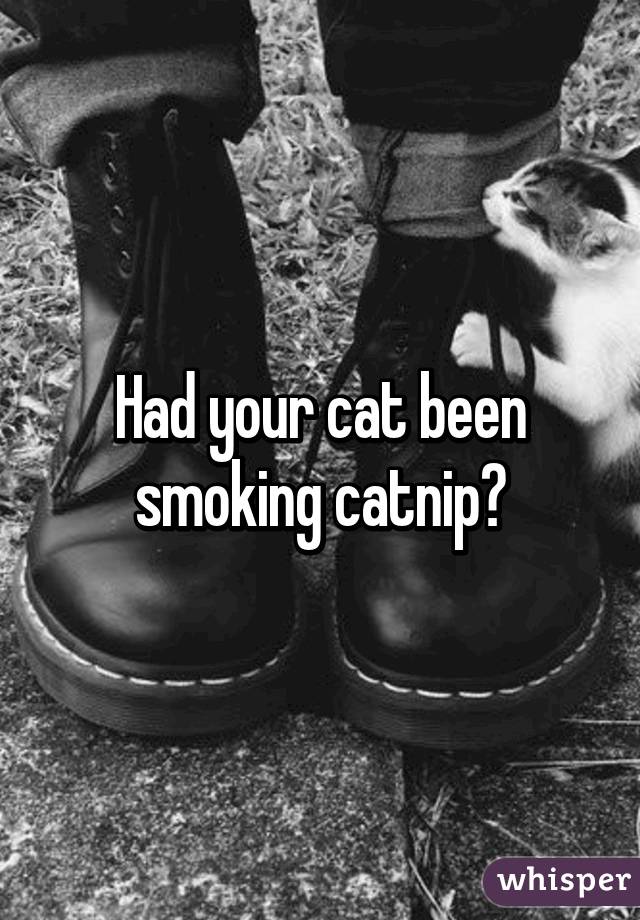 Had your cat been smoking catnip?