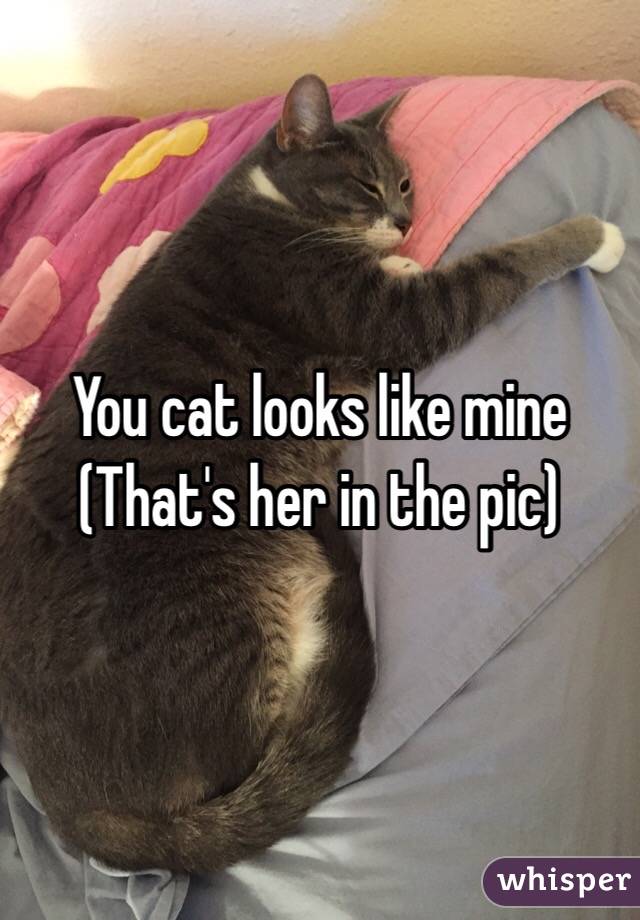 You cat looks like mine
(That's her in the pic)