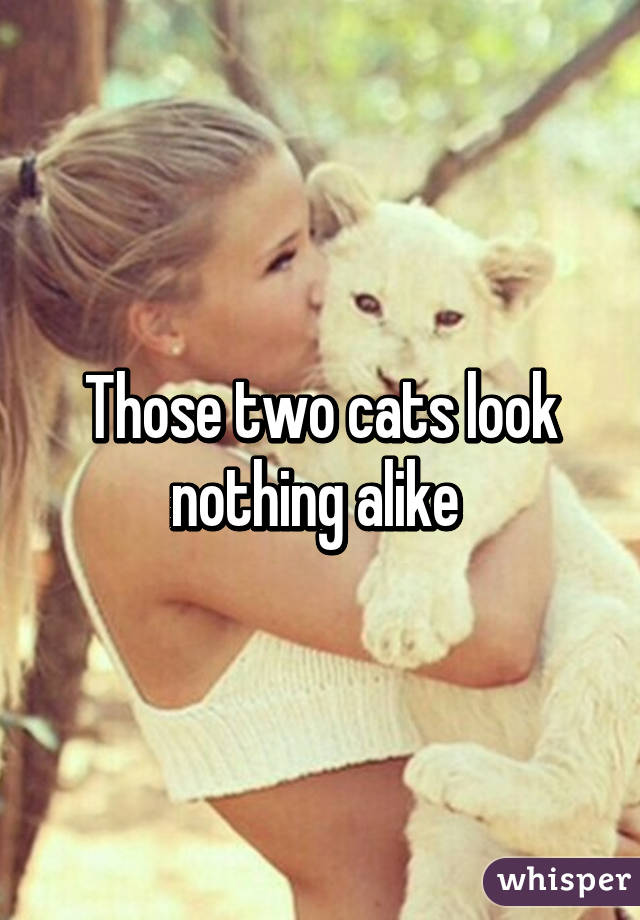 Those two cats look nothing alike 