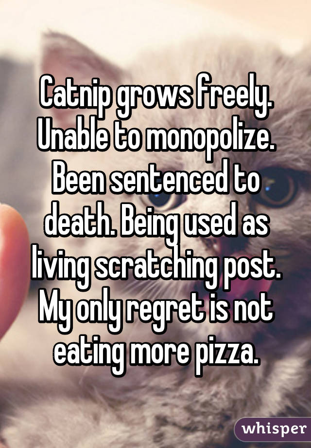 Catnip grows freely. Unable to monopolize. Been sentenced to death. Being used as living scratching post. My only regret is not eating more pizza.