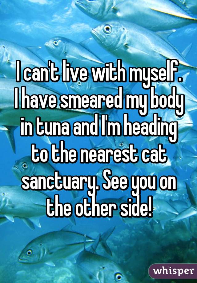 I can't live with myself. I have smeared my body in tuna and I'm heading to the nearest cat sanctuary. See you on the other side!