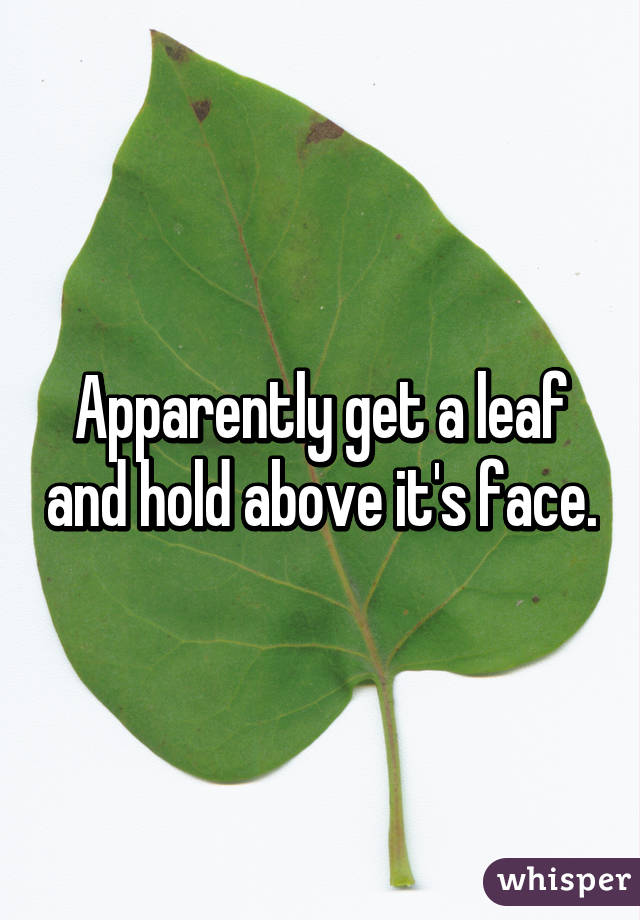 Apparently get a leaf and hold above it's face.