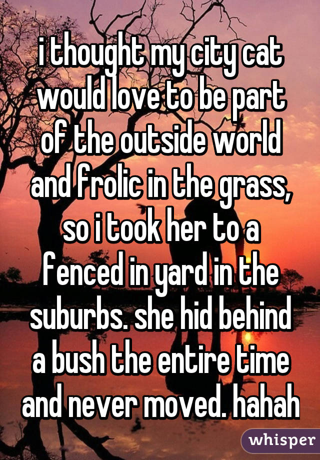 i thought my city cat would love to be part of the outside world and frolic in the grass, so i took her to a fenced in yard in the suburbs. she hid behind a bush the entire time and never moved. hahah