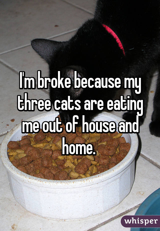 I'm broke because my three cats are eating me out of house and home. 