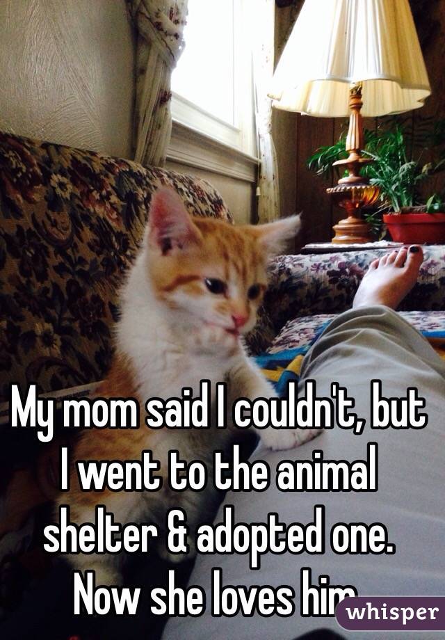 My mom said I couldn't, but I went to the animal shelter & adopted one. Now she loves him.