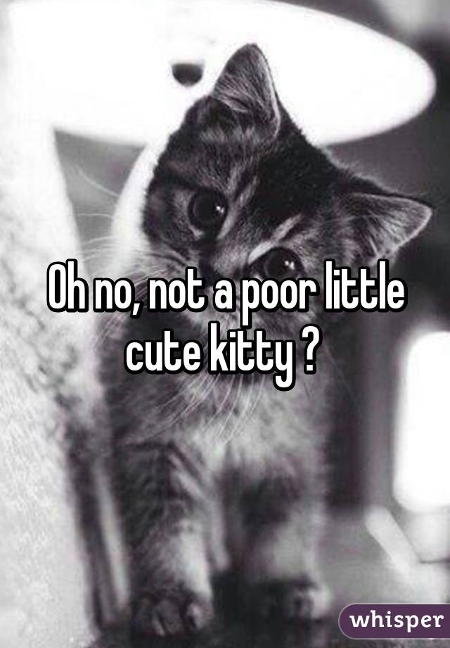 Oh no, not a poor little cute kitty 🐱 