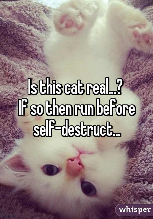 Is this cat real...? 
If so then run before self-destruct...