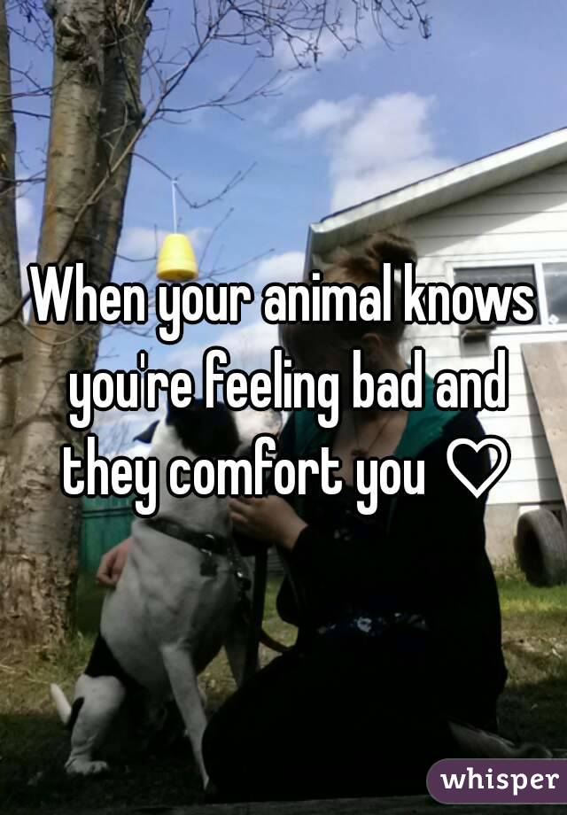 When your animal knows you're feeling bad and they comfort you ♡