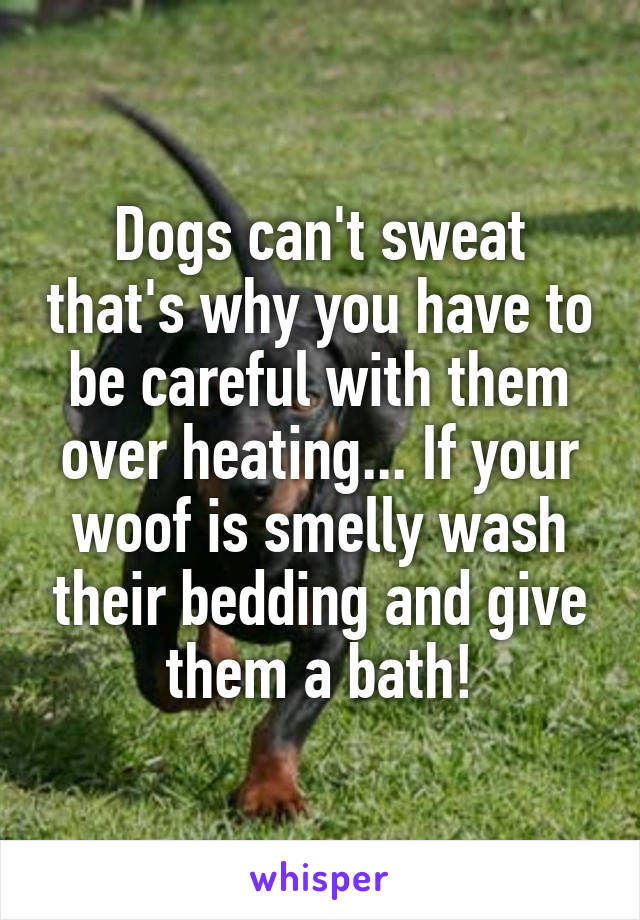 Dogs can't sweat that's why you have to be careful with them over heating... If your woof is smelly wash their bedding and give them a bath!