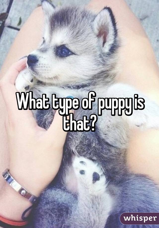 What type of puppy is that?