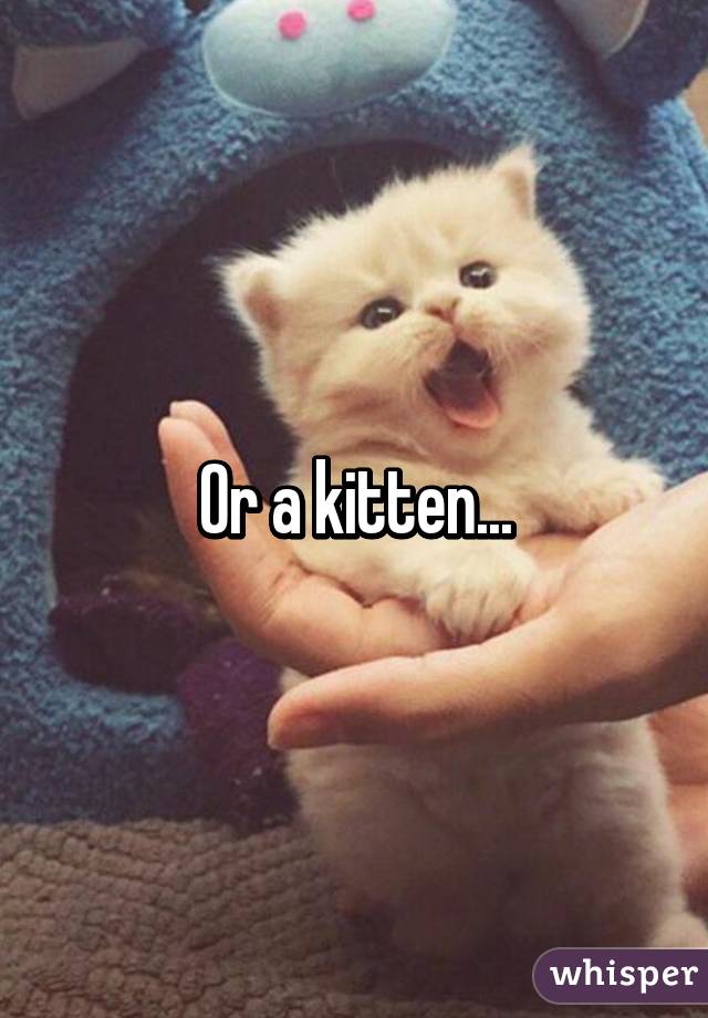 Or a kitten...