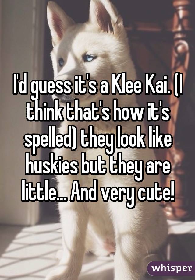 I'd guess it's a Klee Kai. (I think that's how it's spelled) they look like huskies but they are little... And very cute!