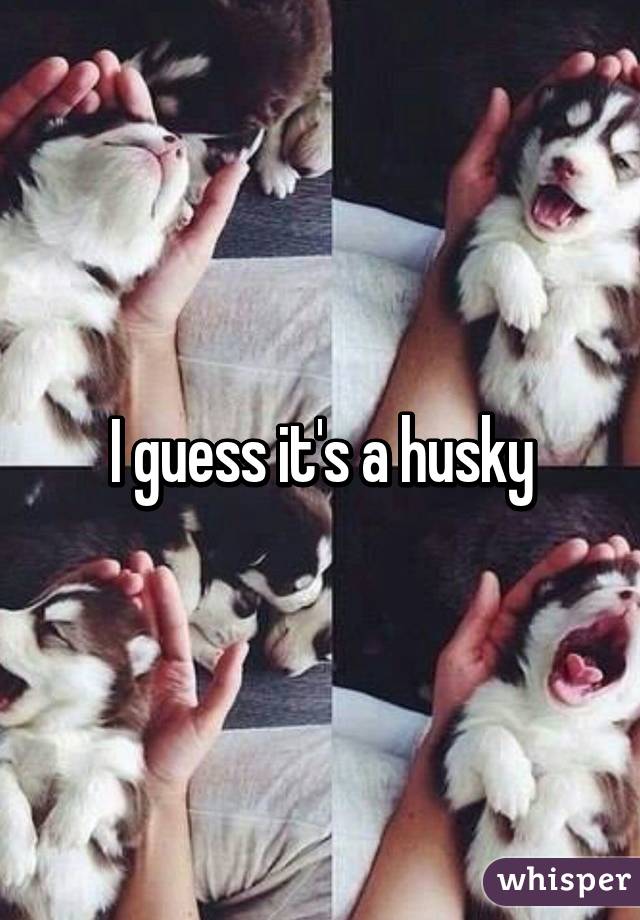 I guess it's a husky