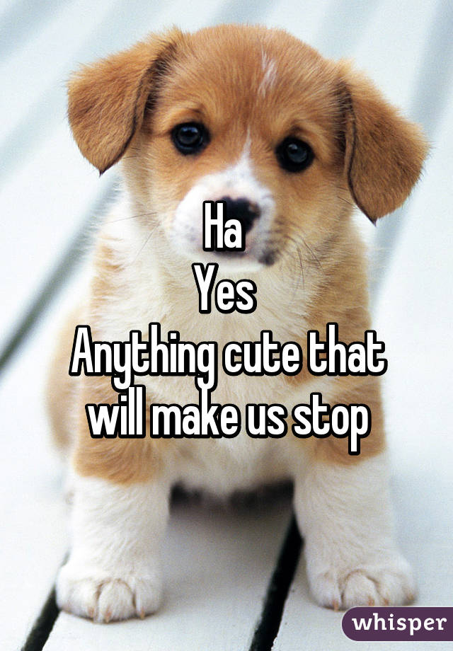 Ha 
Yes 
Anything cute that will make us stop