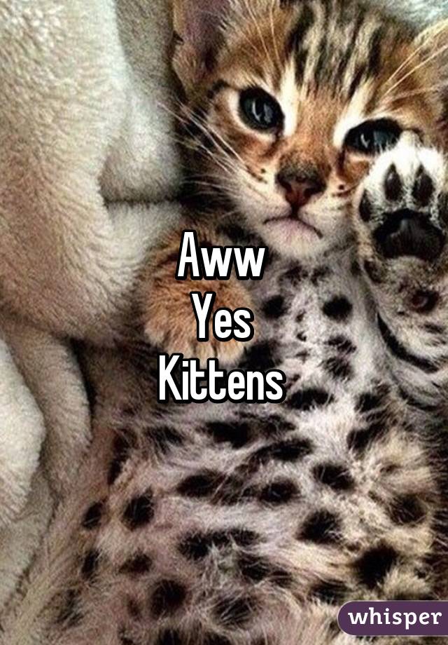 Aww 
Yes 
Kittens 