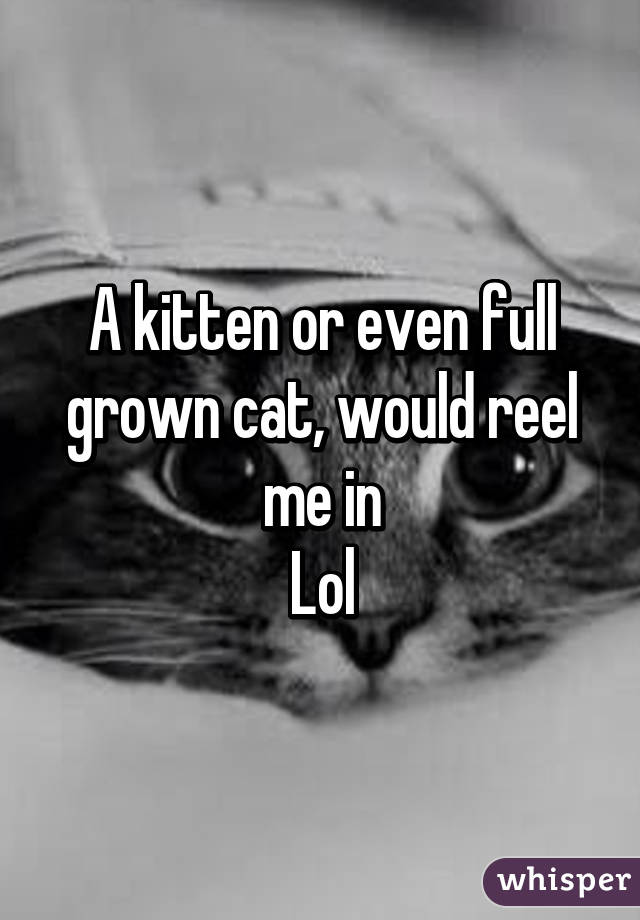 A kitten or even full grown cat, would reel me in
Lol