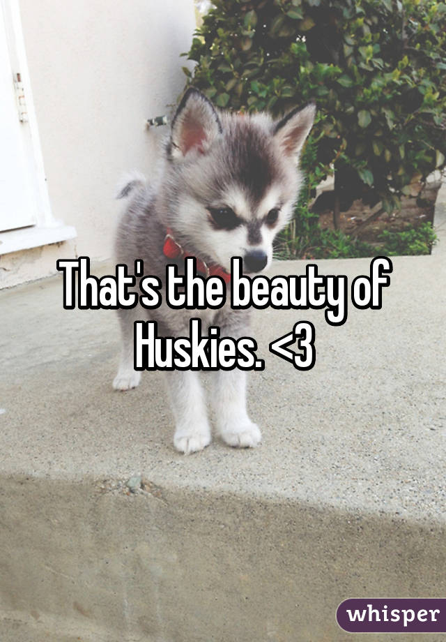 That's the beauty of Huskies. <3