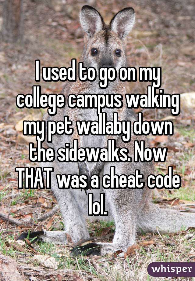 I used to go on my college campus walking my pet wallaby down the sidewalks. Now THAT was a cheat code lol.