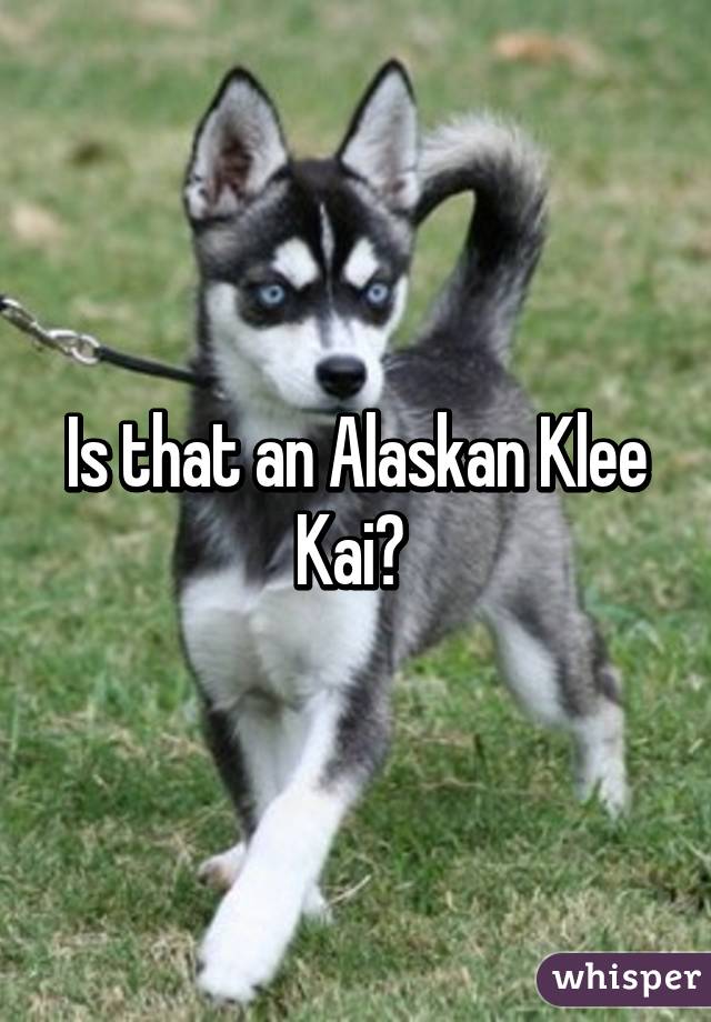 Is that an Alaskan Klee Kai? 