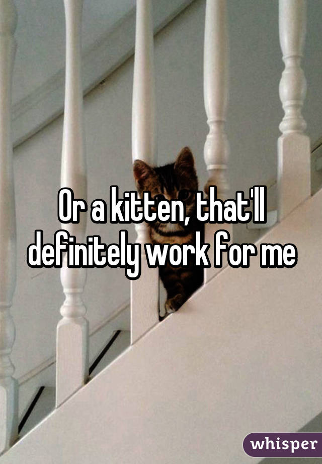 Or a kitten, that'll definitely work for me