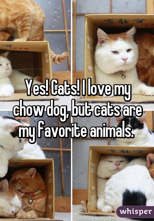 Yes! Cats! I love my chow dog, but cats are my favorite animals. 