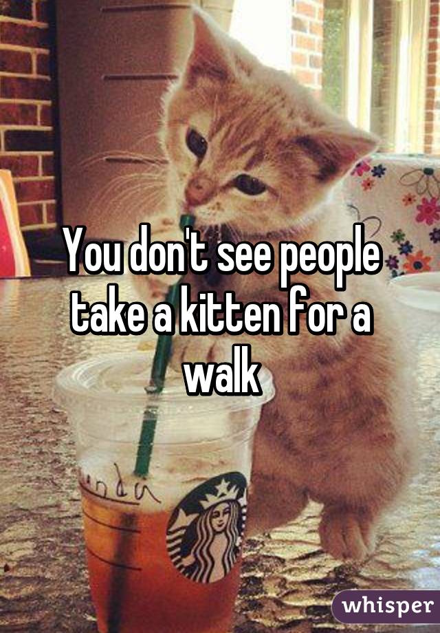 You don't see people take a kitten for a walk