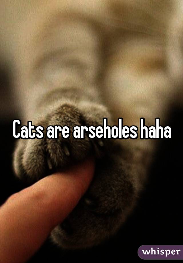 Cats are arseholes haha