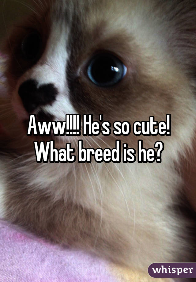 Aww!!!! He's so cute! What breed is he?