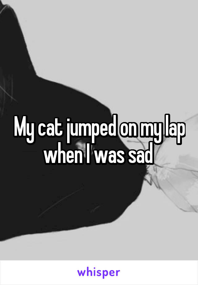 My cat jumped on my lap when I was sad 
