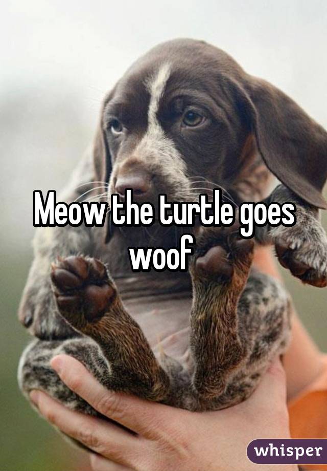 Meow the turtle goes woof 