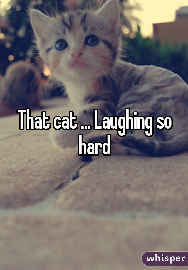 That cat ... Laughing so hard