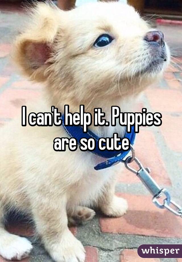 I can't help it. Puppies are so cute