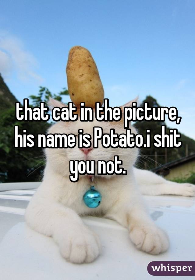 that cat in the picture, his name is Potato.i shit you not.