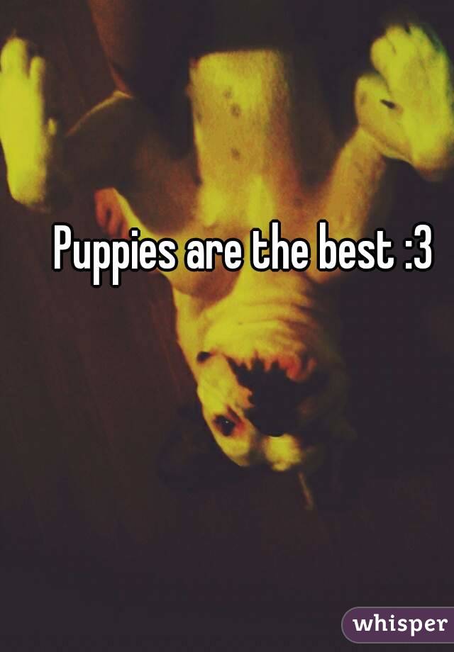 Puppies are the best :3