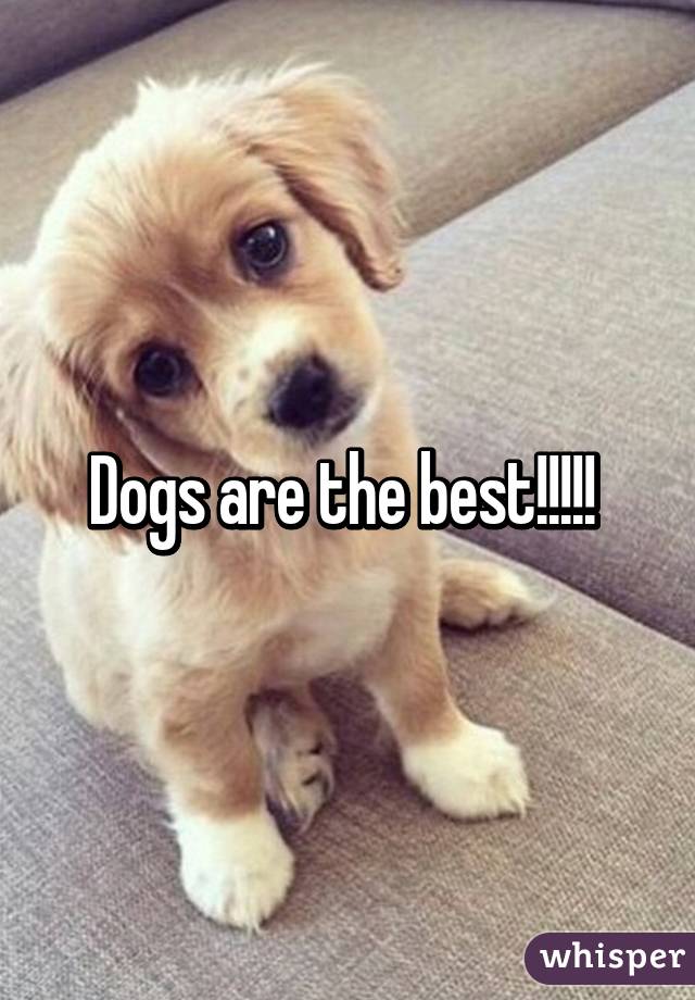 Dogs are the best!!!!! 