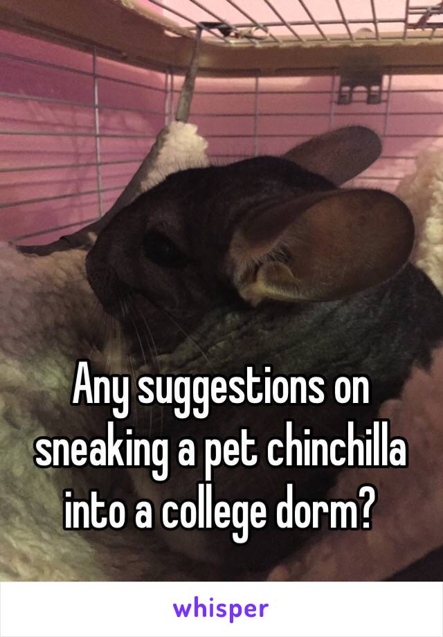 Any suggestions on sneaking a pet chinchilla into a college dorm? 