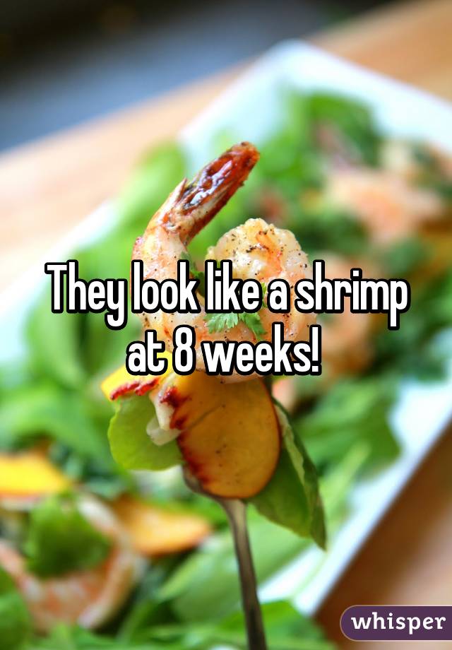 They look like a shrimp at 8 weeks! 