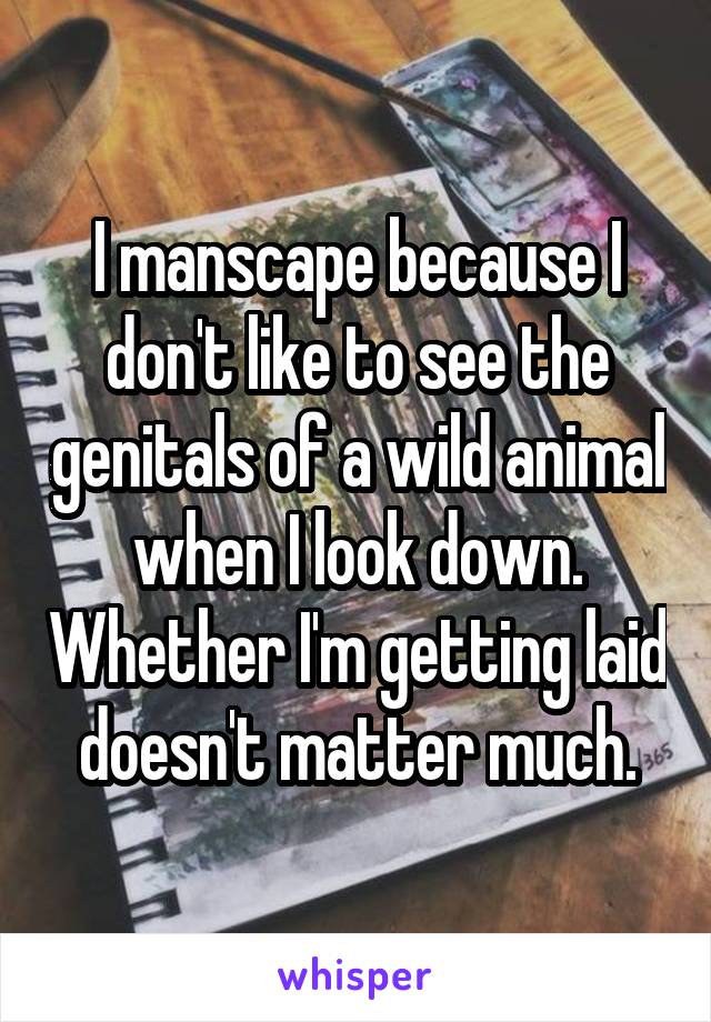 I manscape because I don't like to see the genitals of a wild animal when I look down. Whether I'm getting laid doesn't matter much.