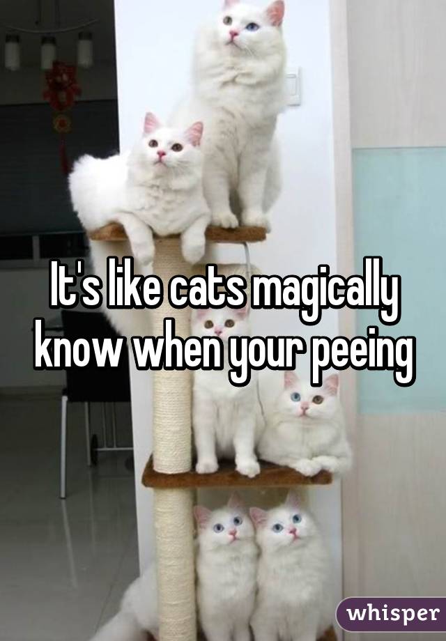 It's like cats magically know when your peeing